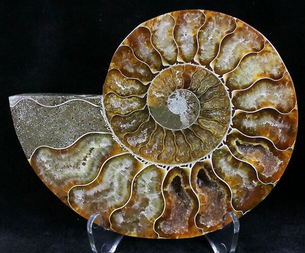 Agatized Ammonite Fossil (Half) #22267